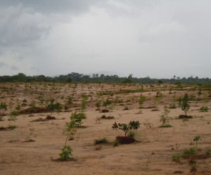 Afforestation of sand tailings in Sierra Leone.jpg